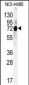 CUL5 Antibody (C-term)